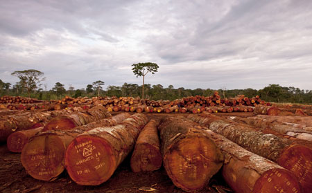 Certified logs, south east Cameroon