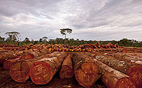 Certified logs, south east Cameroon