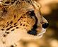 Close-up of cheetah, Namibia
