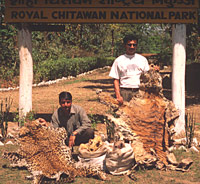 Confiscated tiger and leopard skins and bones. Chitwan National Park - Nepal