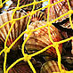Close-up of clams caught in a net off the Cornish coast