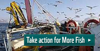 More fish petition cfp campaign 2011 take action