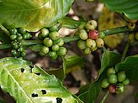 Coffee plant