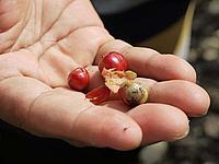 Red coffee beans