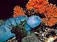 Atlantic wolffish (Anarhichas lupus) and Gorgonia (Paramuricea) in the 