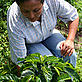 Organic coffee growing, Northern Andes - © Andy Kenworthy / WWF-UK Organic coffee growing, Northern Andes