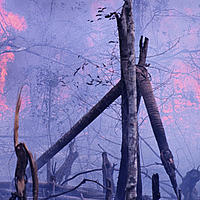 Burning the rainforest to clear land for Oil palm trees, Indonesia