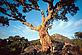 Preserving cork oak landscapes © WWF-Canon / Edward PARKER