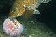Corkwing wrasse eating sea urchin, Lands End © Charles Hood  / WWF-UK