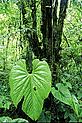 Costa Rica ecosystem