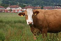 Cow
