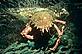 Spider crab caught in discarded net © Charles Hood / WWF-UK