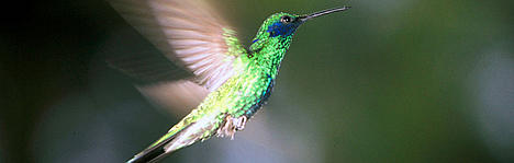 Sparkling violetear, Colibri coruscans, in flight. It is highly territorial. La Cocha, Colombia Northern Andes Ecoregion