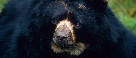 Spectacled bear (Tremarctos ornatus); La Planada Nature Reserve, Colombia