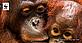 Orang-utans, Palm Oil Buyers Scorecard 2016 Orang-utans, Palm Oil Buyers Scorecard 2016