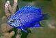 Striking blue damselfish, Chrysiptera cymatilis. Papua New Guinea