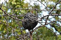 Ant nest