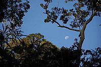 Morning moon