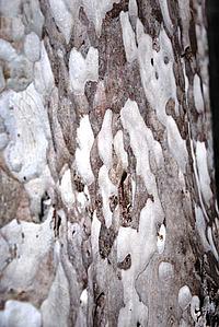 Scalloped bark