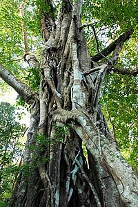 Strangler fig