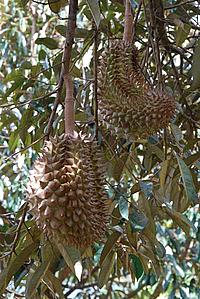 Durian fruit