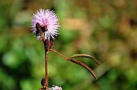Mimosa