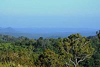 Forest sea