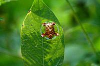 Tortoise beetle