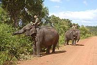 Domesticated elephants