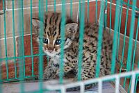Leopard cat