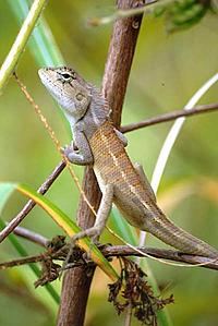 Lizard
