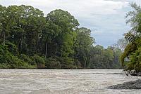 Riverine forest