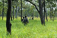 Forest walk