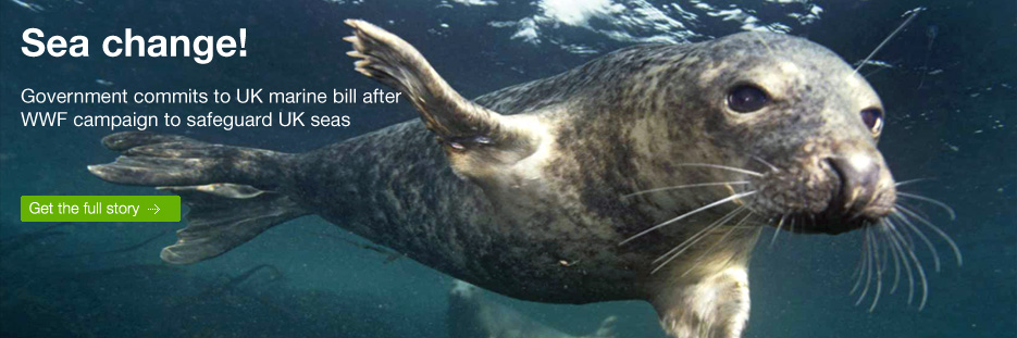 Juvenile gray seal
