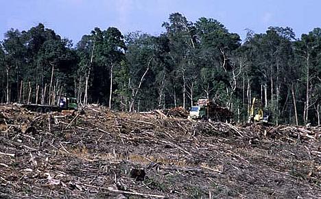 Illegal logging for paper industry and forest clearing  for Palm oil plantation. TESSO NILO Plantation Riau, Sumatra, Indonesia