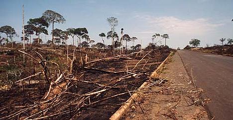 Deforestation