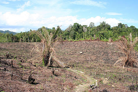 Deforestation in Borneo Deforestation in Borneo