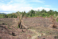 Deforestation Kelawik, West Kalimantan, Borneo - (C) Robin Clegg Deforestation Kelawik, West Kalimantan, Borneo