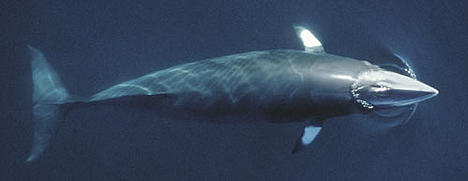 Minke whale, Norway