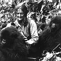 Dian Fossey with mountain gorillas - PA Photos Dian Fossey with mountain gorillas