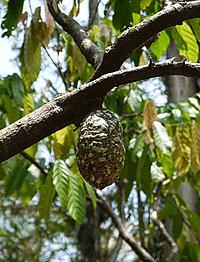 Diseased cacao