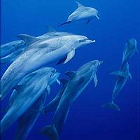 Spotted dolphins, Azores