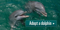 Adopt a dolphin