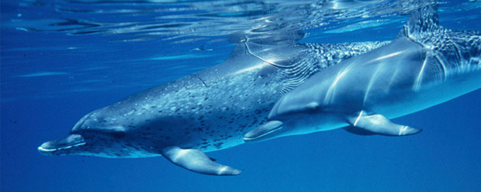 Pantropical spotted dolphin 