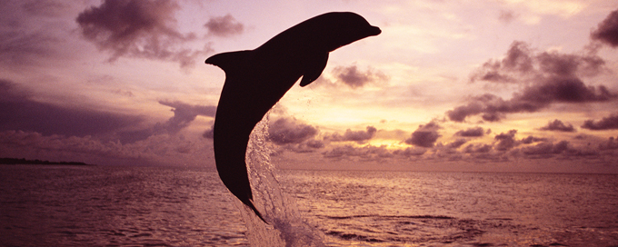 Dolphin jumping from the ocean Dolphin jumping from the ocean