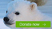 Donate now to climate change appeal