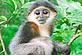 Vietnamese douc © Tilo Nadler Endangered primate rescue centre