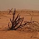 A forest of Acacia trees destroyed by drought and desertification Mali
