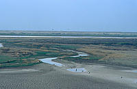 Amu Darya River flood plain with White pelicans (Pelecanus erythrorhynchos) in flight. Most of the water from the river is used for irrigation of cotton and other crops in Uzbekistan and Turkmenistan. This has led to the drying up of the river and the Aral Sea in particular. 