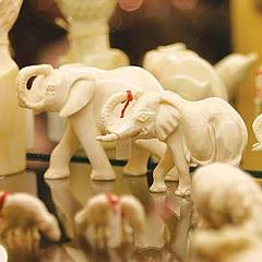 Ivory dating technique-in-Tariki